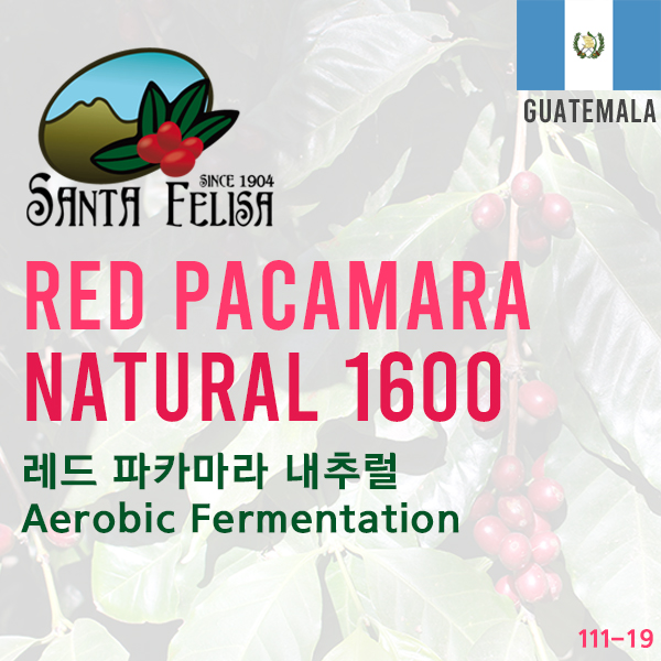 Red Pacamara Natural 1600 Heap + Aerobic Fermentation(SOLD OUT)