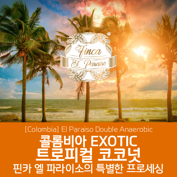 [콜롬비아] EXOTIC 트로피컬 코코넛 - 핀카 엘 파라이소