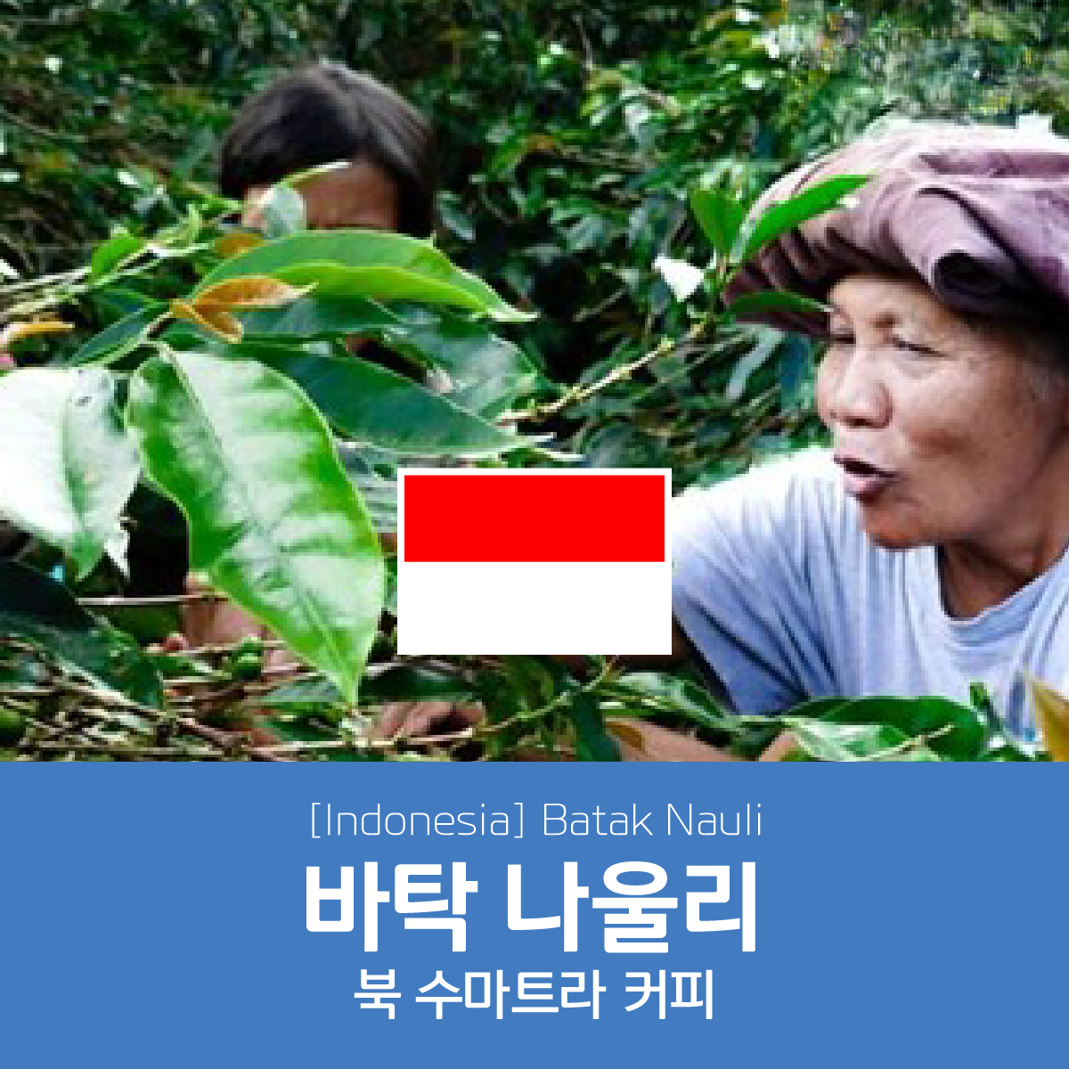 [인도네시아] 바탁 나울리