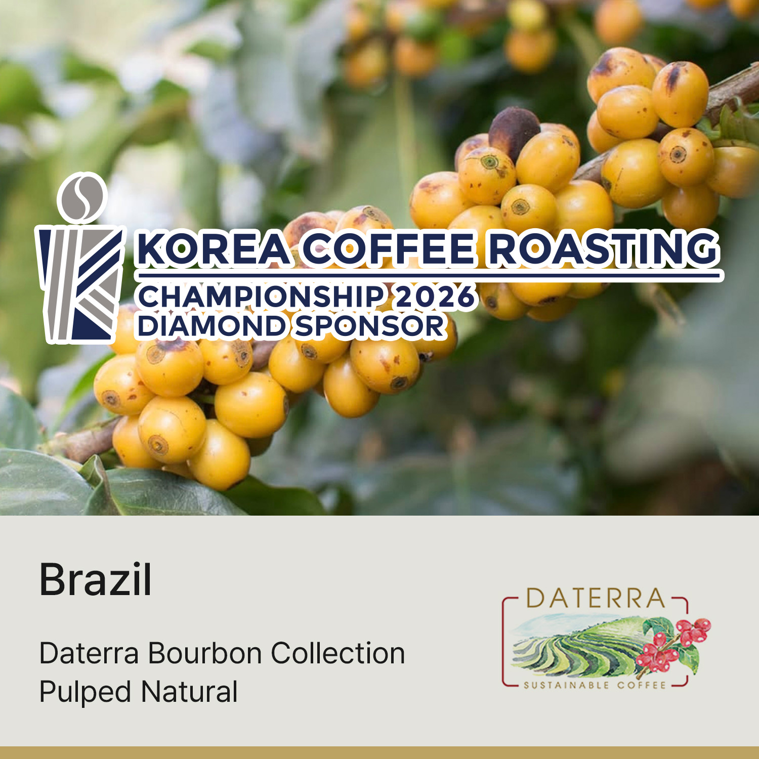 [브라질] 다테하 버본컬렉션 펄프드 내추럴