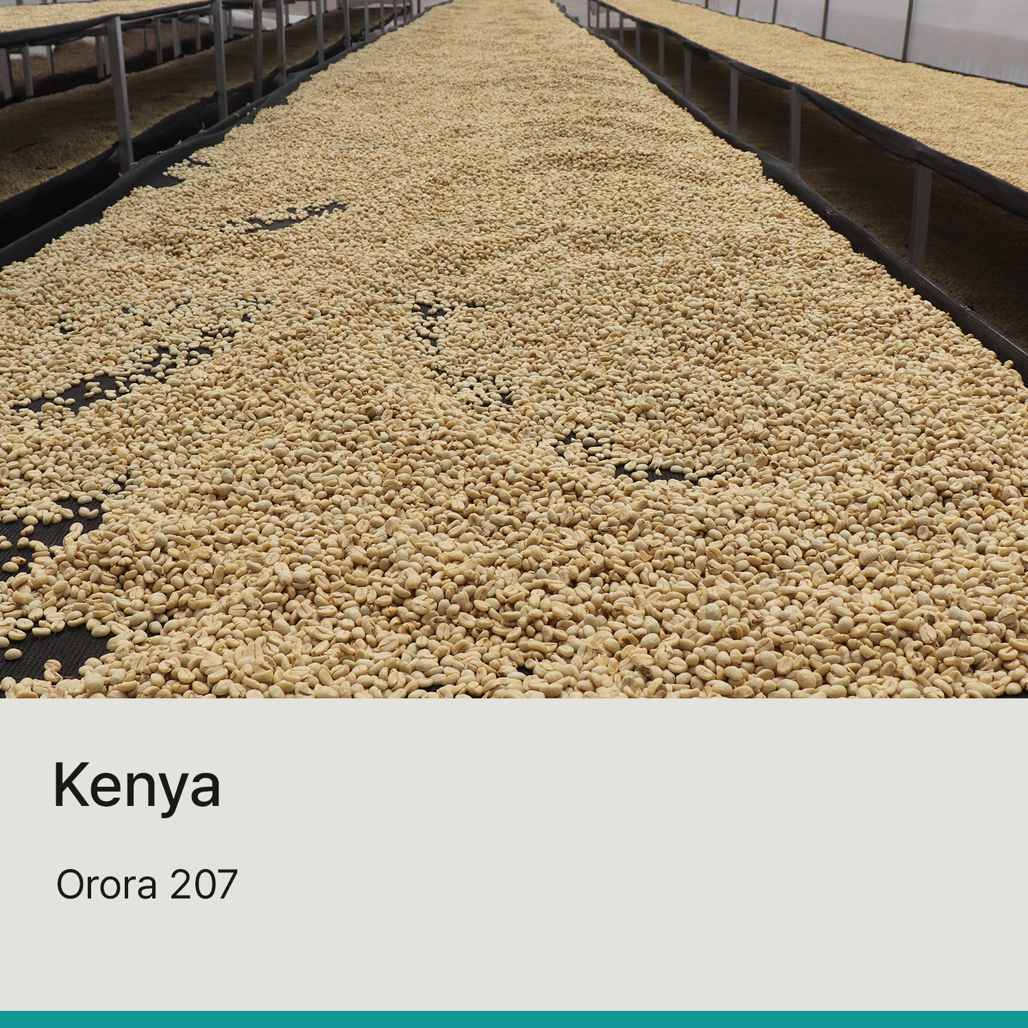 [케냐] 오로라 207