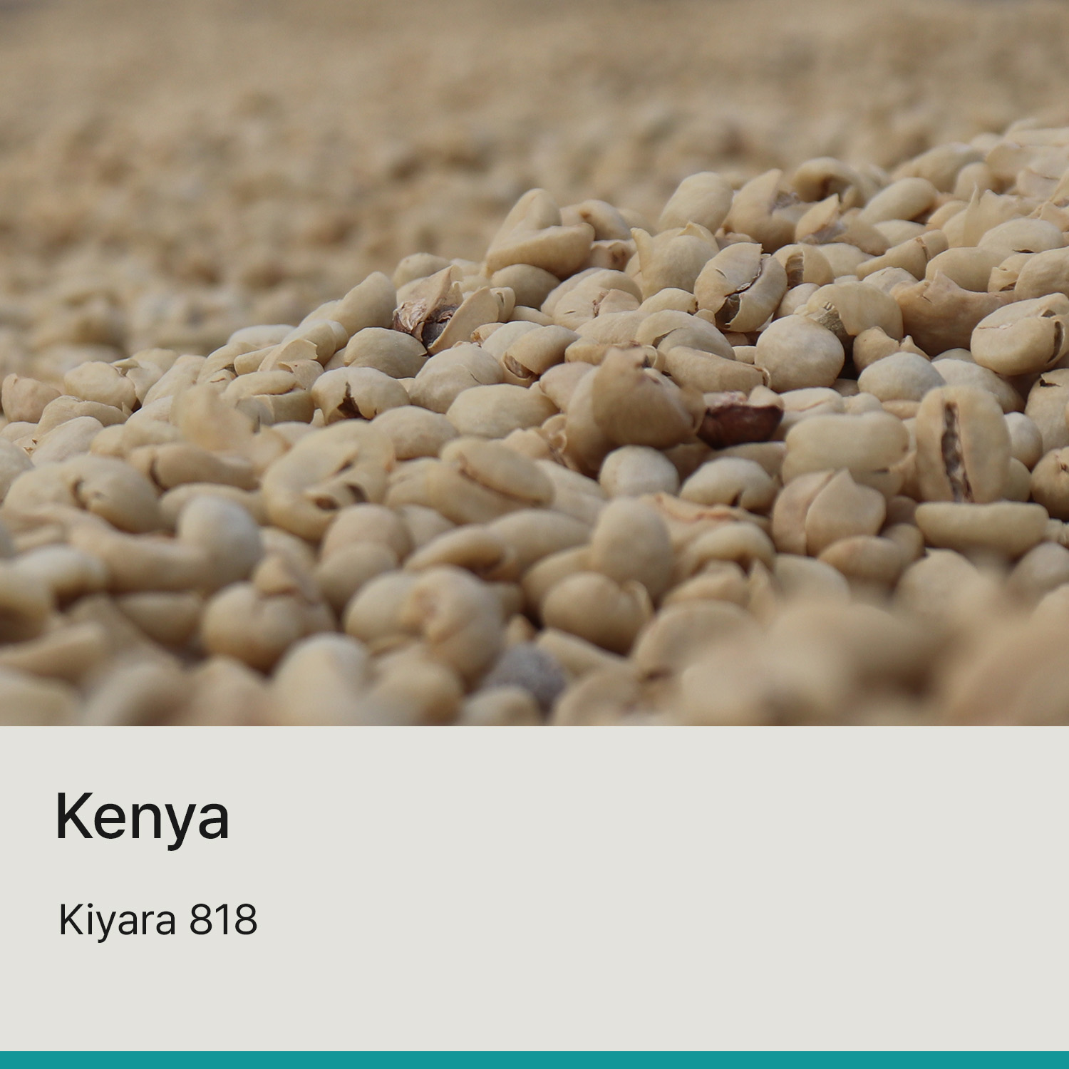 [케냐] 키야라 818