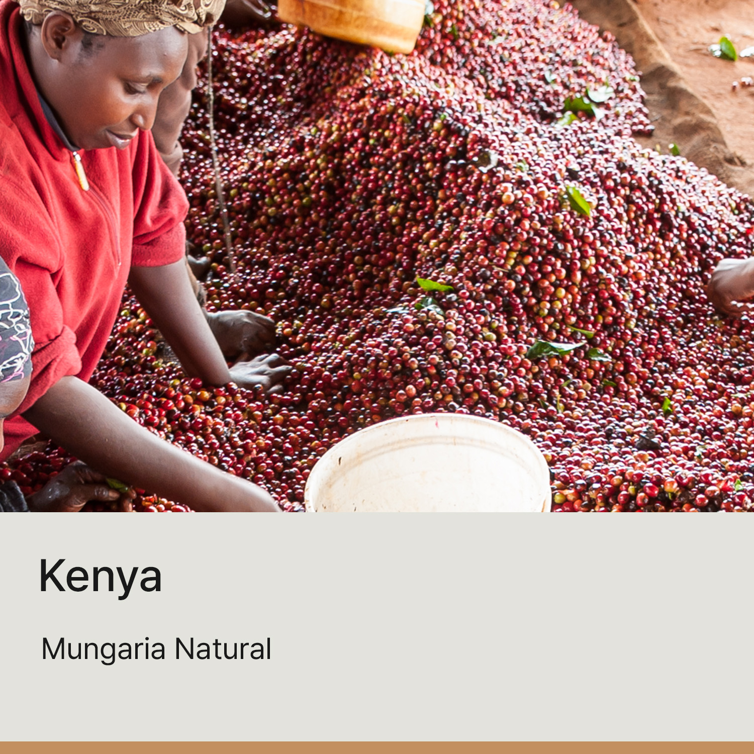 [케냐] 문가리아 내추럴