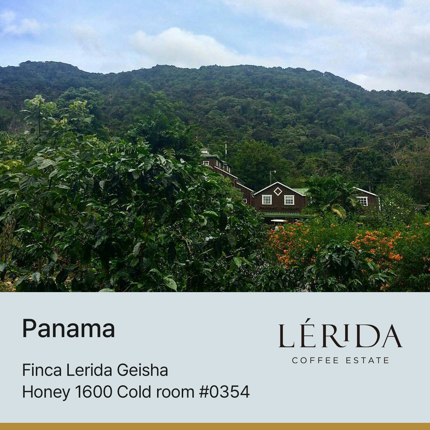 [파나마] 핀카 레리다 게이샤 허니 1600 Cold Room #0354
