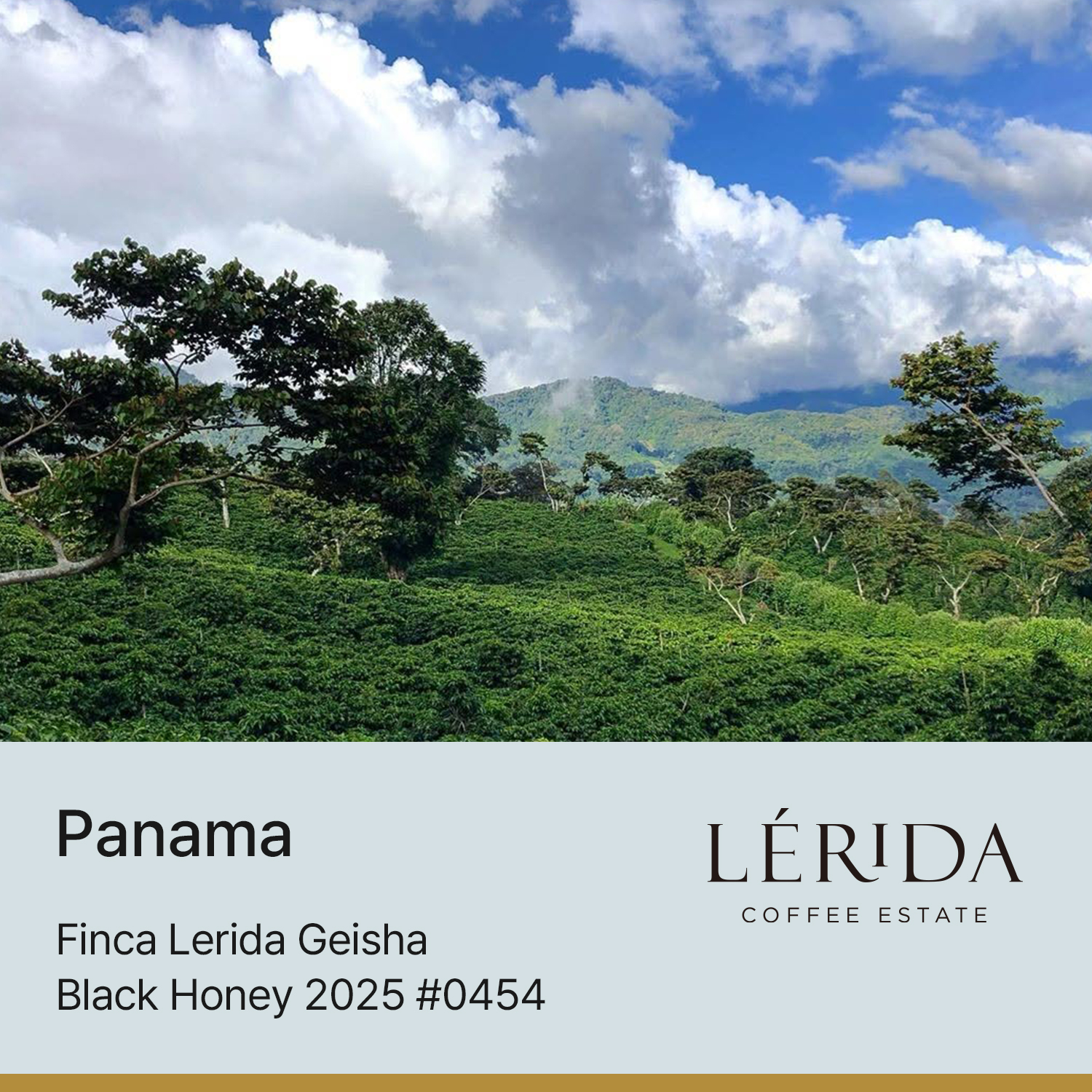 [파나마] 핀카 레리다 게이샤 블랙허니 2025 #0454