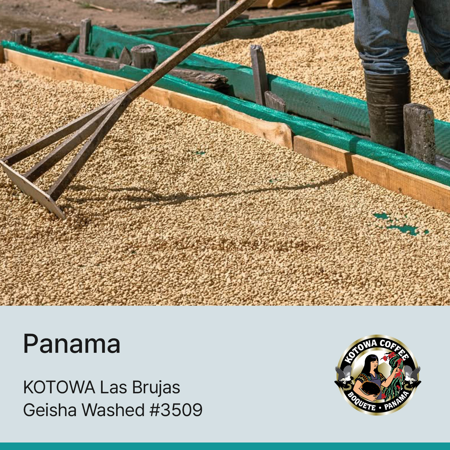 [파나마] 카페 코토와 라스브루하스 워시드 #3509