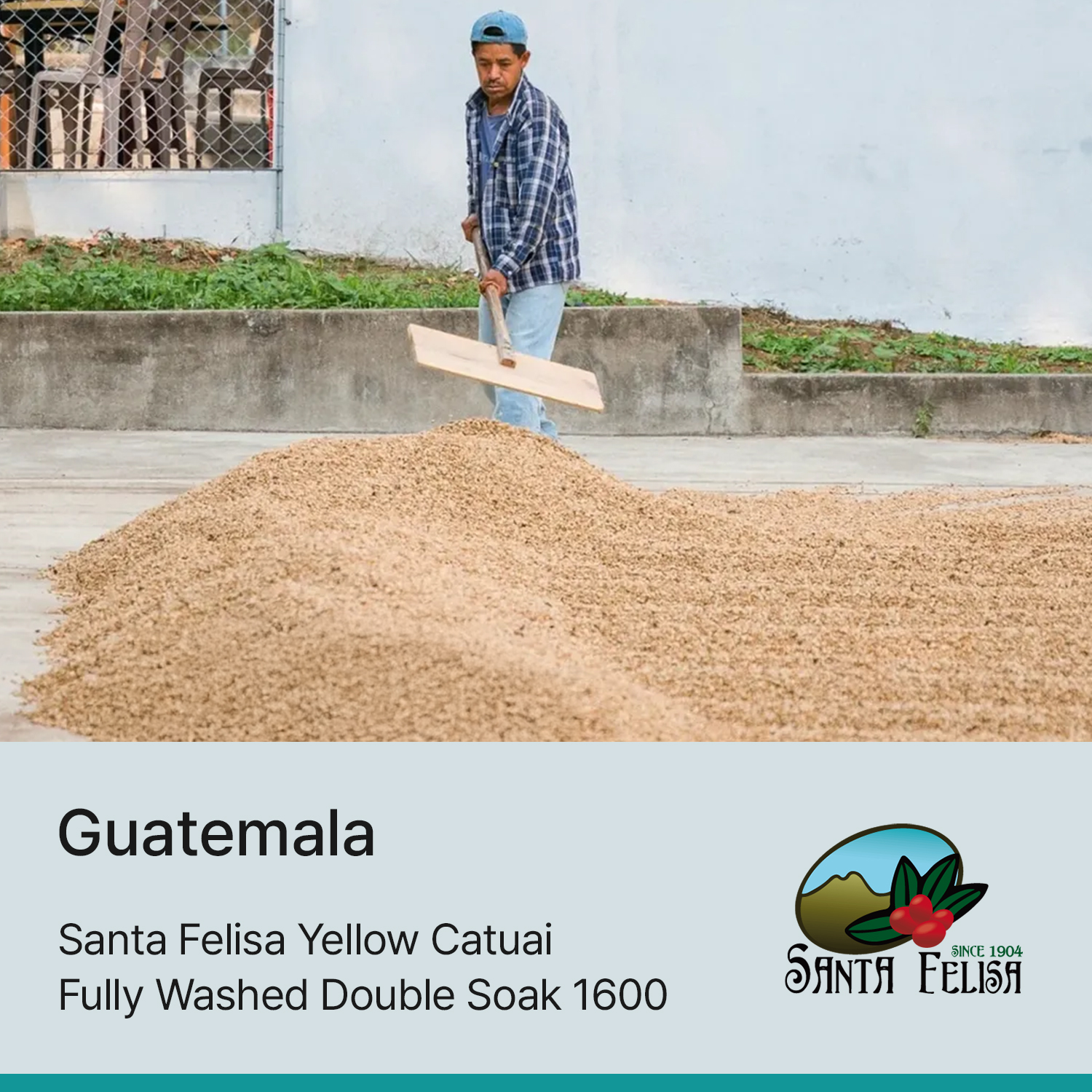 [과테말라] 산타펠리사 옐로우 카투아이 풀리 워시드 더블 소크 1600