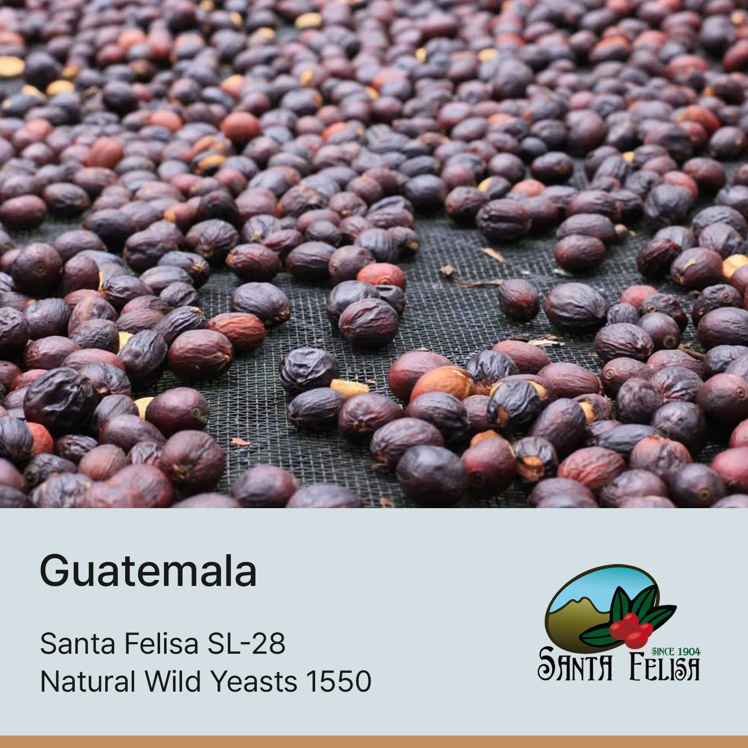 [과테말라] 산타펠리사 SL-28 내추럴 와일드 이스트 1550
