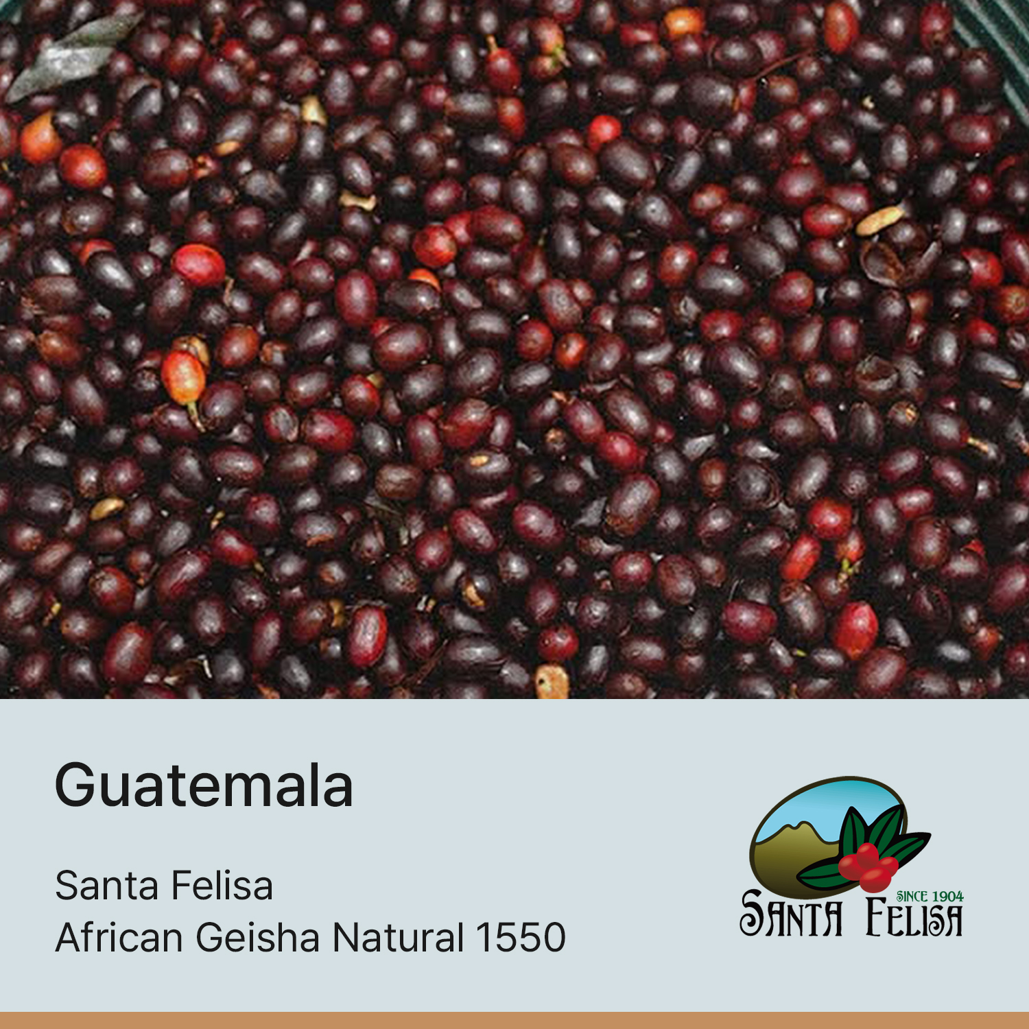 [과테말라] 산타펠리사 아프리칸 게이샤 내추럴 1550