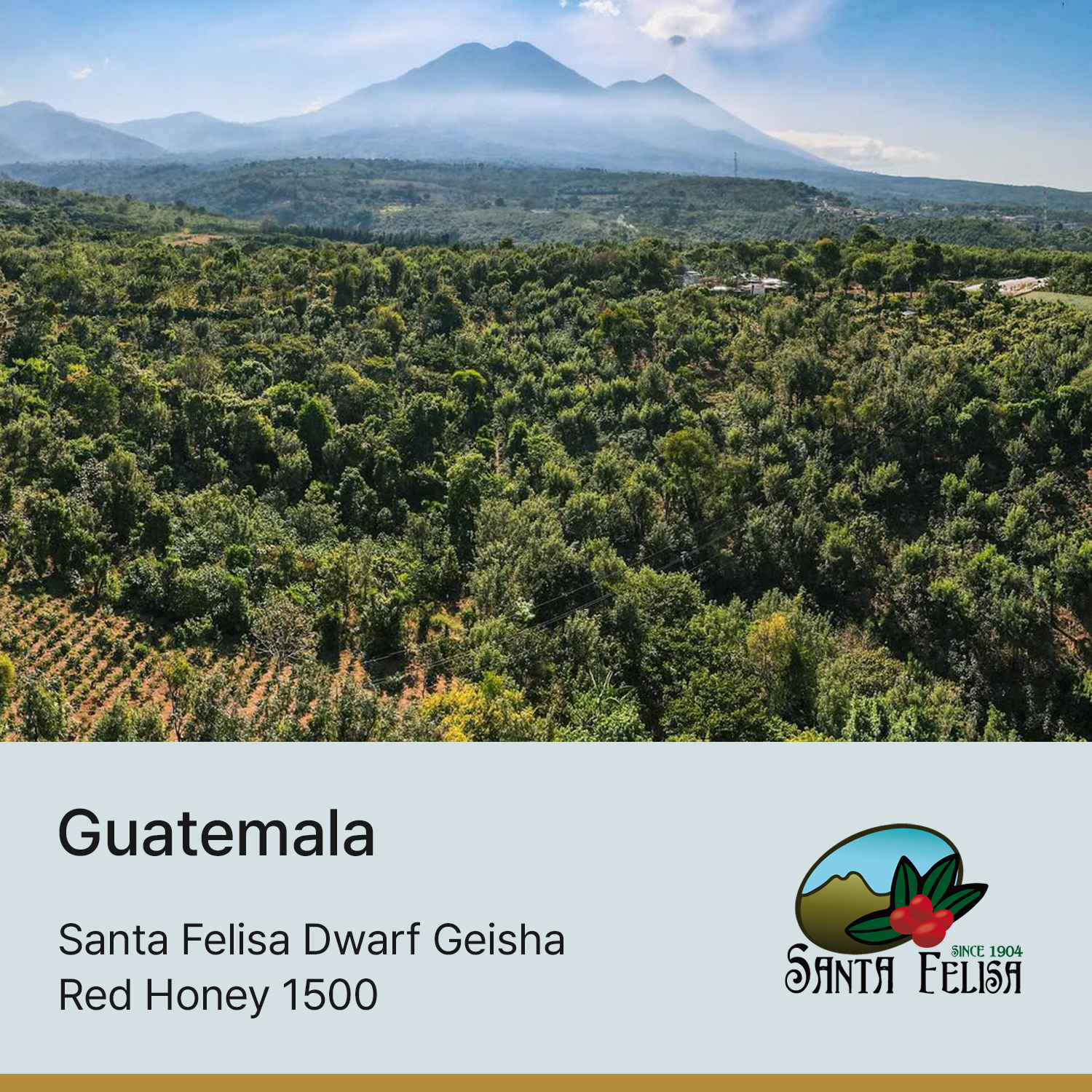 [과테말라] 산타펠리사 드워프 게이샤 레드 허니 1500