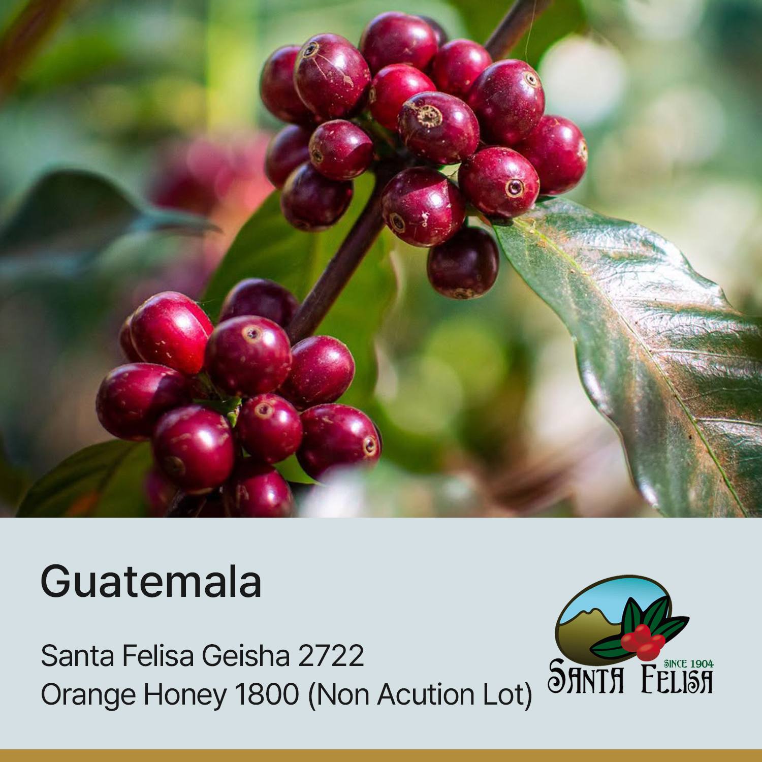 [과테말라] 산타펠리사 게이샤 2722 오렌지 허니 1800