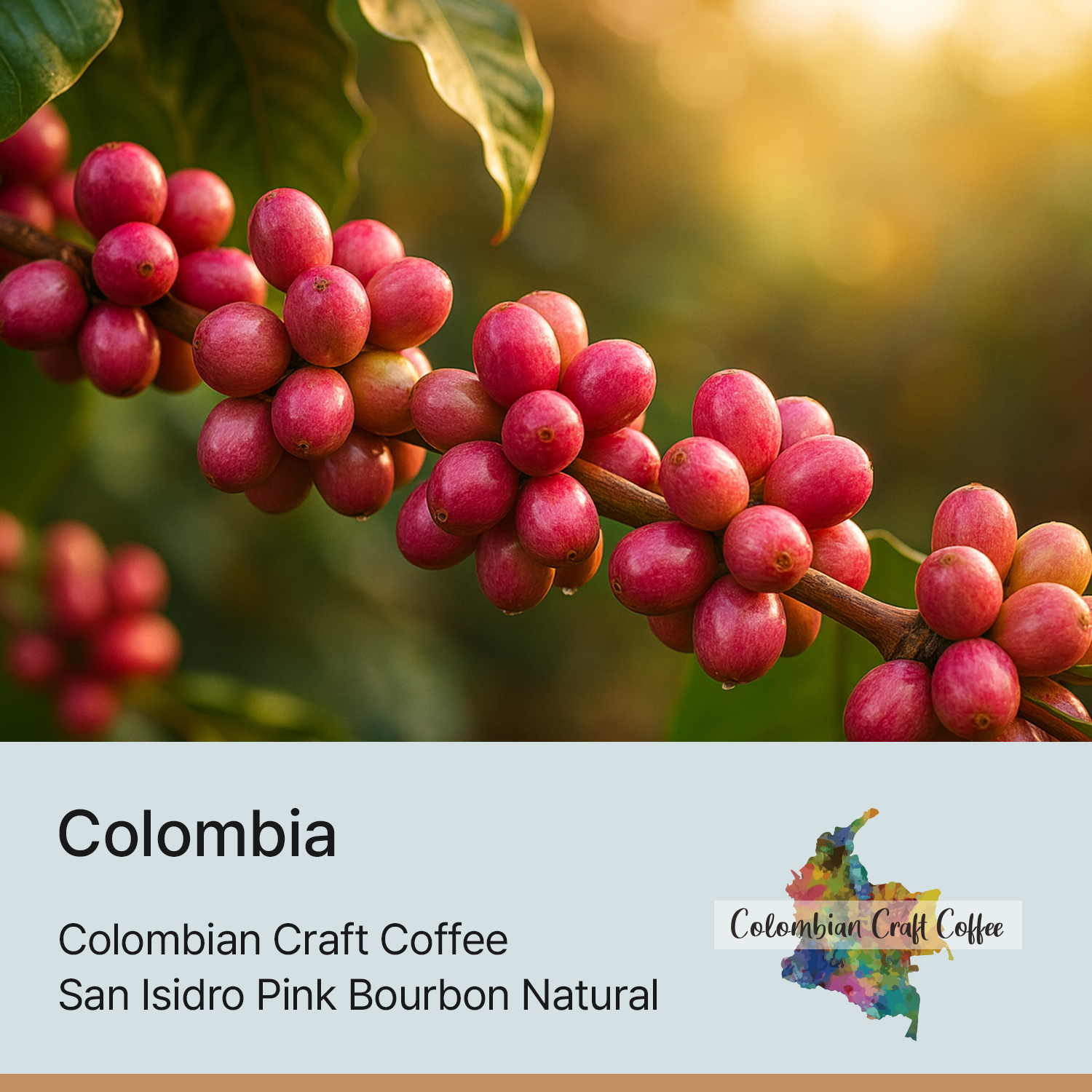 [콜롬비아] 산 이시드로 핑크버본 내추럴