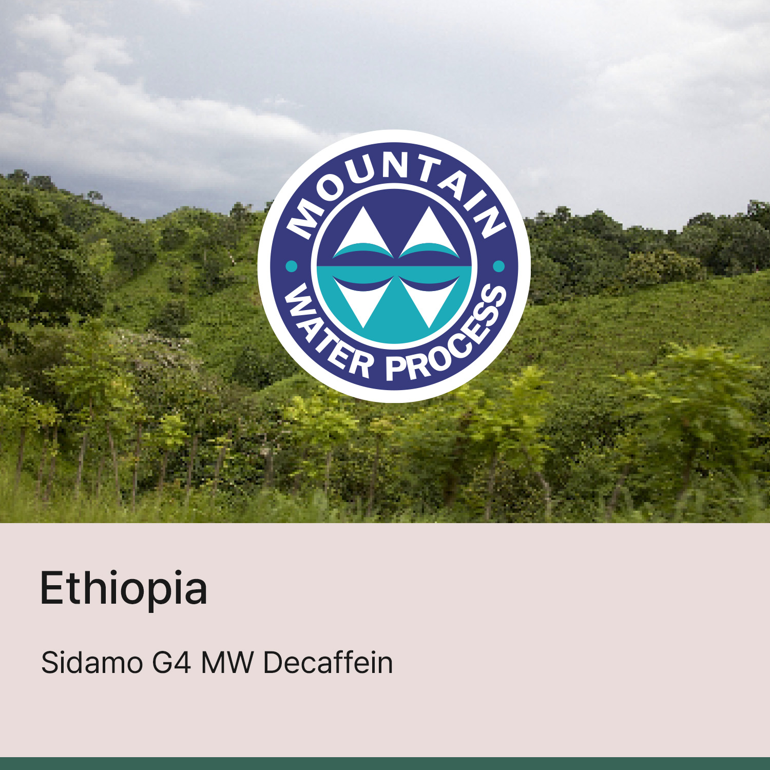 [에티오피아] 시다모 G4 마운틴워터 디카페인