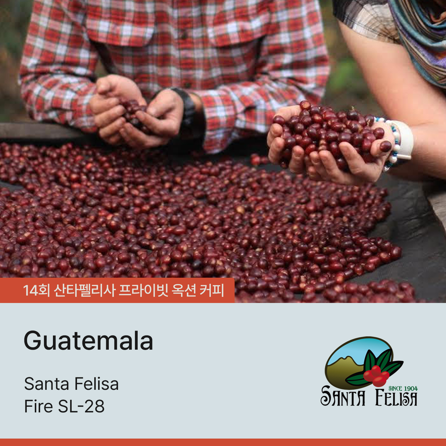 [가격인하][과테말라] 산타펠리사 파이어 SL-28 락틱 애시드 박테리아(랩) 48시간 내추럴