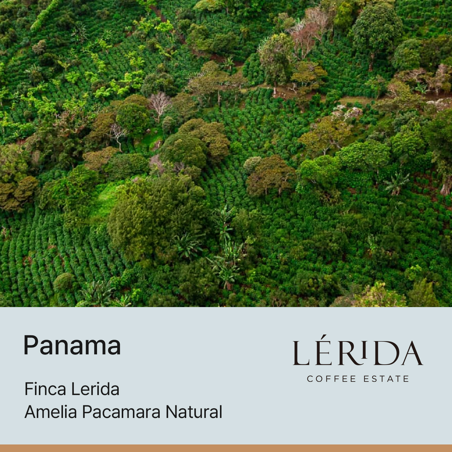 파나마 핀카 레리다 파카마라 아멜리아 내추럴