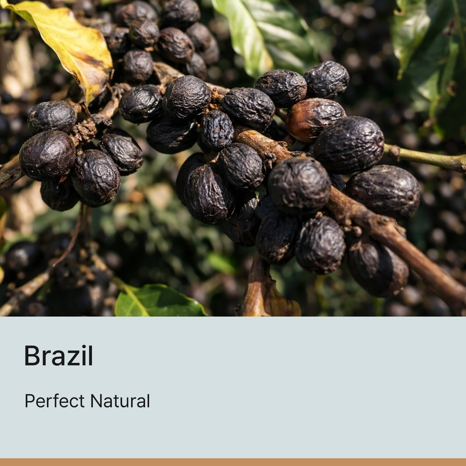 [브라질] 퍼펙트 내추럴