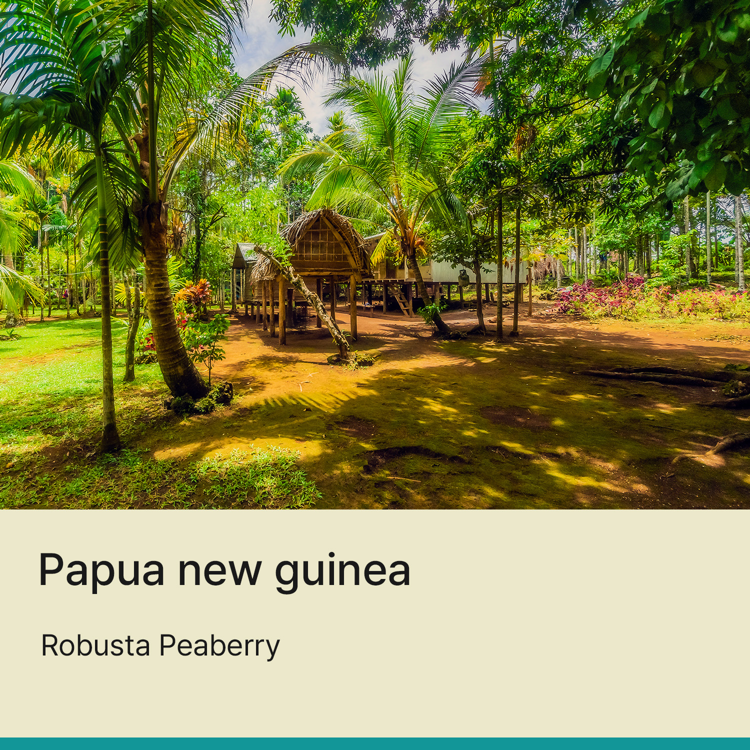 [파푸아뉴기니] 로부스타 피베리