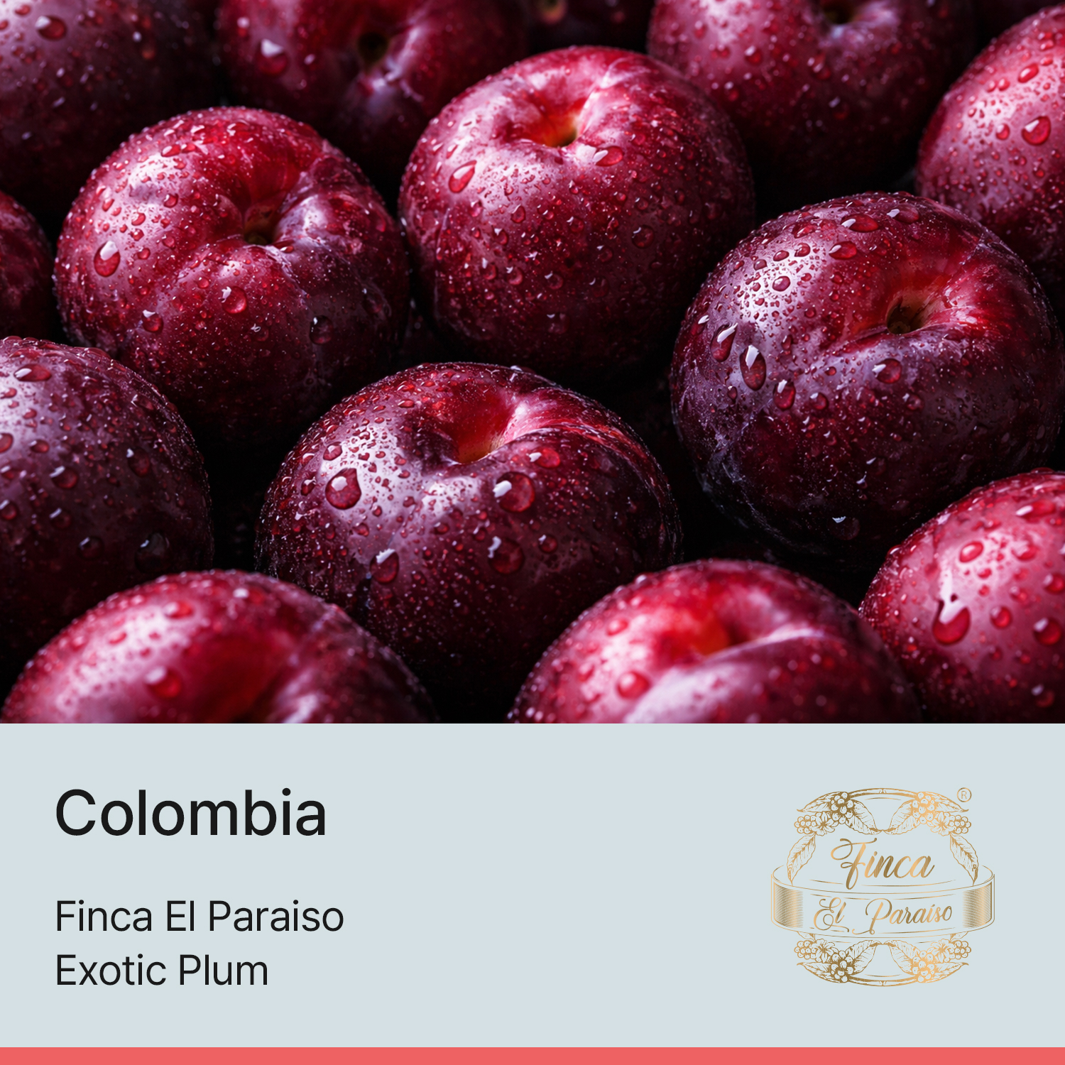 [콜롬비아] 플럼 - 핀카 엘 파라이소