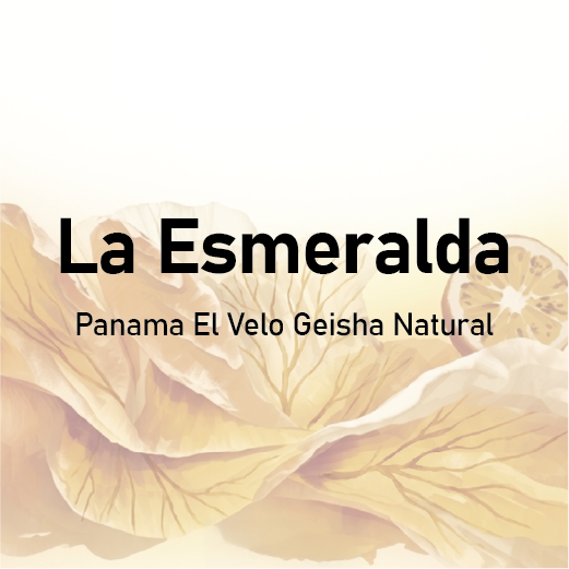 La Esmeralda Panama El Velo Geisha Natural